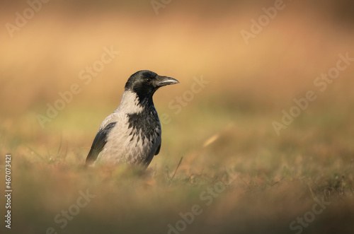 Hooded crow ( Corvus corone ) close up