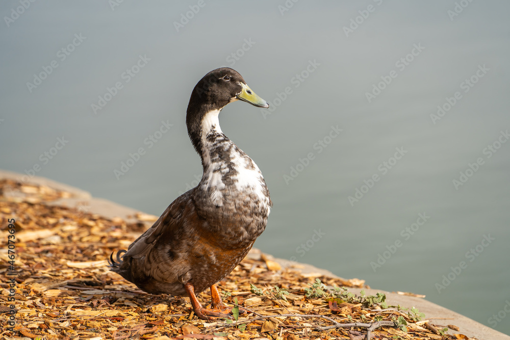 Fototapeta premium Hybrid mallard duck stands on the shore of the lake. 