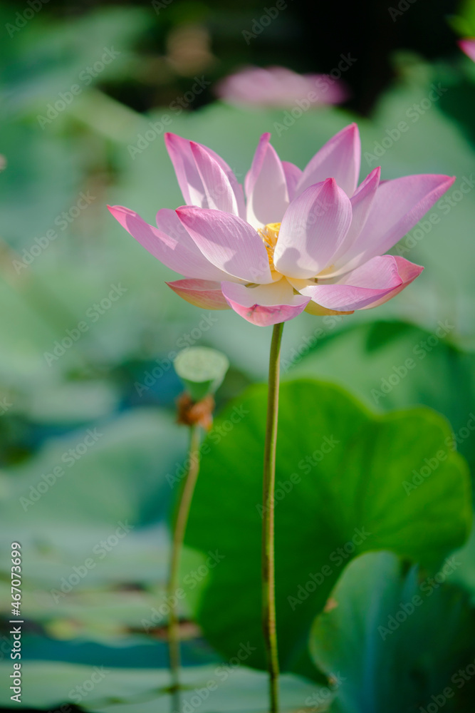 Time: Wednesday, November 3, 2021 . Location: Phu My Hung lotus lagoon, Ho Chi Minh City. Content: The author hopes the photo film can describe the beauty of lotus flowers. Time: Wednesday, November 3, 2021 . Location: Phu My Hung lotus lagoon, Ho Chi Minh City. Content: The author hopes the photo film can describe the beauty of lotus flowers.