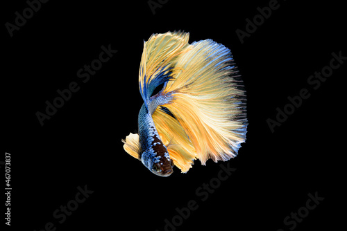 Siamese fighting fish Betta splendens on black background