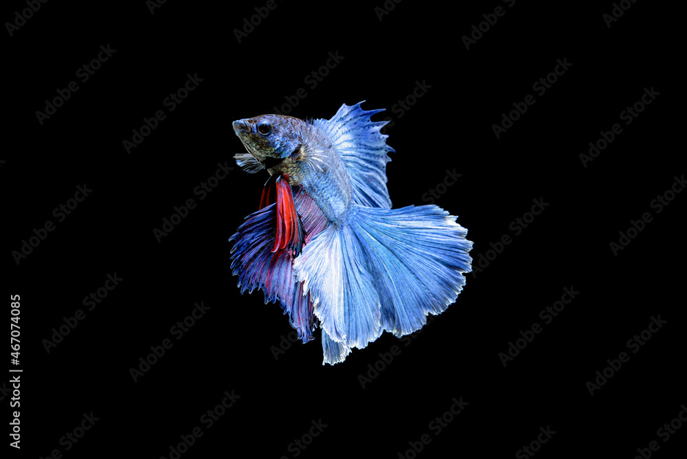 Fototapeta premium Siamese fighting fish Betta splendens on black background