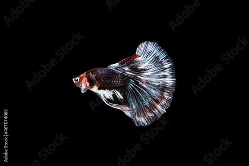 Siamese fighting fish Betta splendens on black background