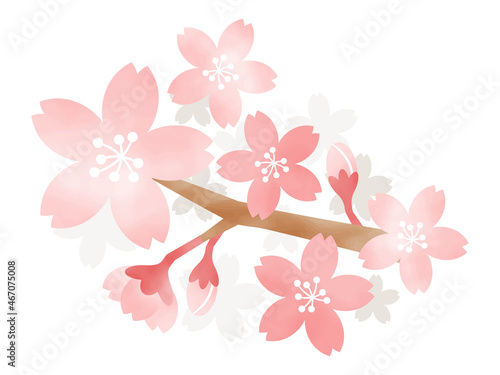 桜の花　水彩風イラスト