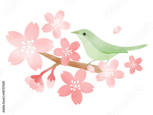 桜の花とウグイス　水彩風イラスト