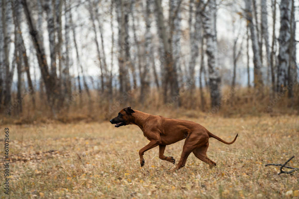 The dog runs through the autumn forest.