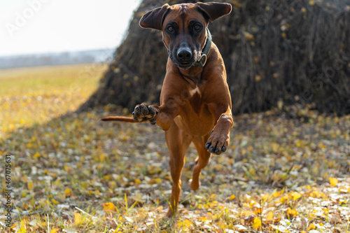 Autumn portrait of a Rhodesian Ridgeback in motion