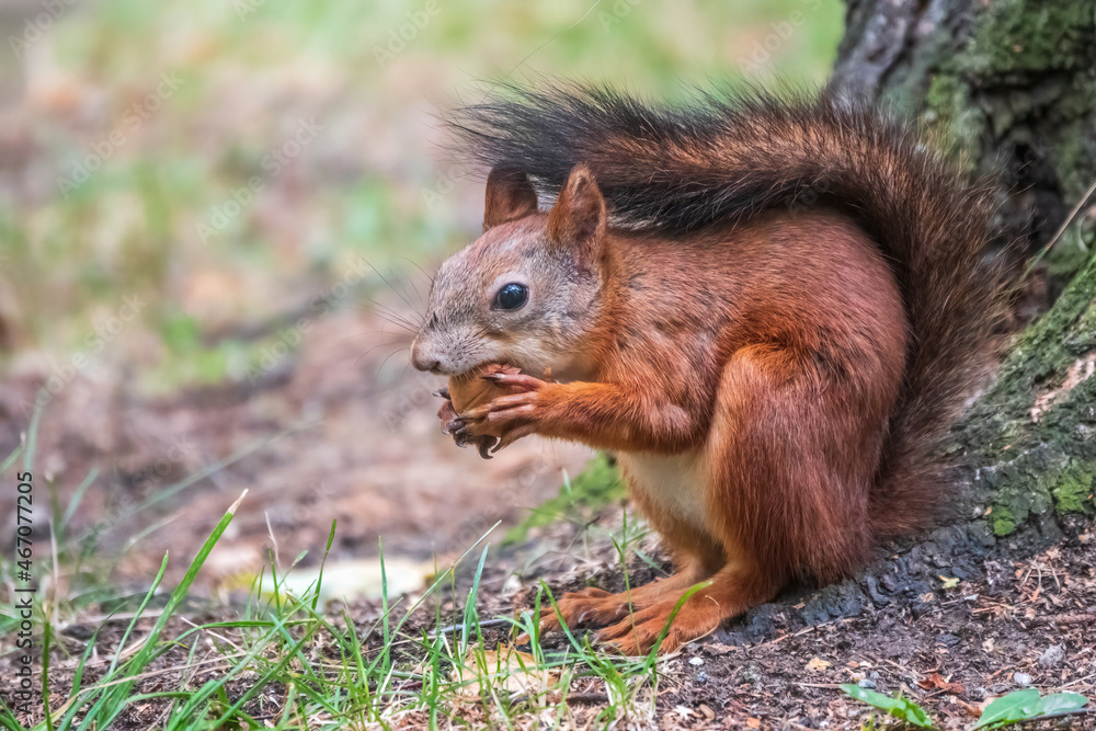 Squirrel in summer with nut on green grass under a big tree Squirrel in summer with nut on green grass under a big tree