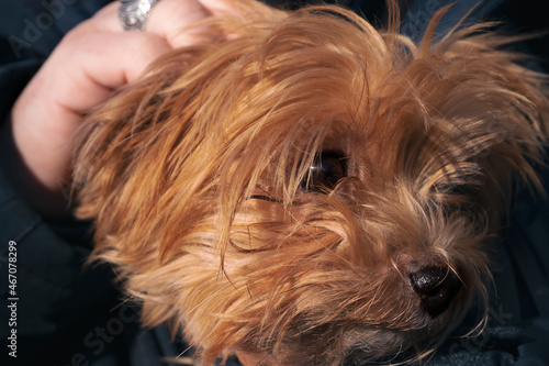 Dog breed mini yorkshire terrier
