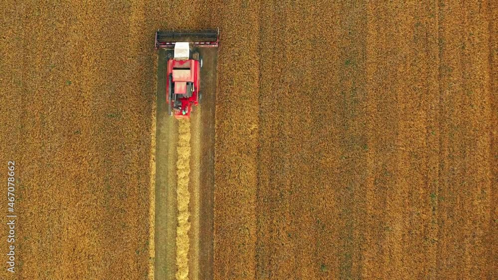 4K Flat Elevated View Of Rural Landscape With Working Combine Harvester In Wheat Field, Collects Seeds. Harvesting Of Wheat In Late Summer. Agricultural Machine Collecting Golden Ripe. Flight Around 4K Flat Elevated View Of Rural Landscape With Working Combine Harvester In Wheat Field, Collects Seeds. Harvesting Of Wheat In Late Summer. Agricultural Machine Collecting Golden Ripe. Flight Around