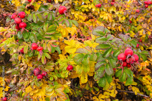 Rosa rugosa or Japanese, thorny shrub with rose hips in autumn.