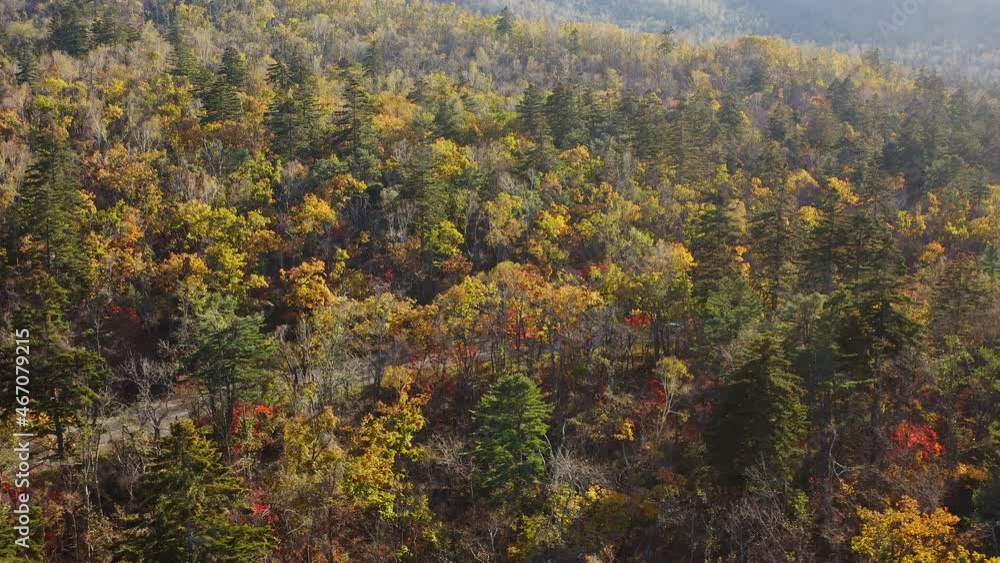 Aerial shot of forest in fall season. The autumn colors. Sun rays Aerial shot of forest in fall season. The autumn colors. Sun rays