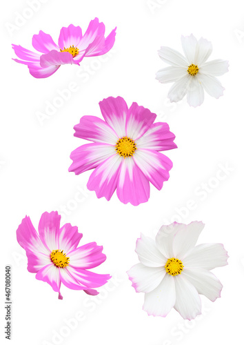 Cosmos flowers on the white background. © 지은 이
