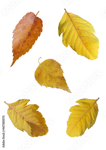 Autumn leaves on the white background.