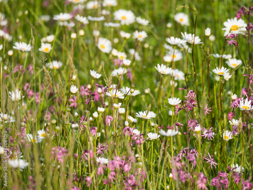 Nature scene with blooming flower meadow with white Leucanthemum, Shasta daisy and pink Lychnis viscaria blossom. Spring gentle nature background. Daisies on the field on a sunny day. Selective focus