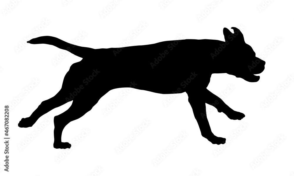 Running italian corso dog. Black dog silhouette. Pet animals. Isolated on a white background. Vector illustration.