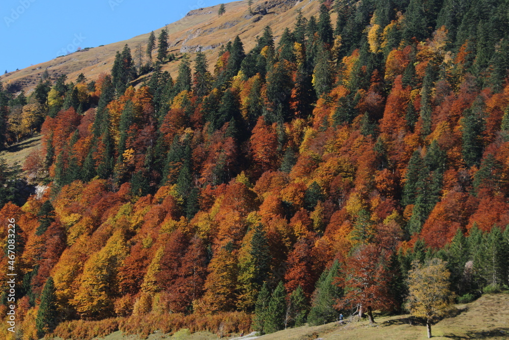 Bäume in verschiedenen Herbstfarben in den Bergen 