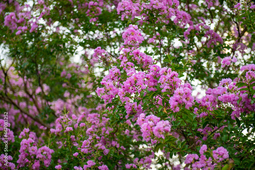 chic fluffy bush of myrtle blooms beautifully