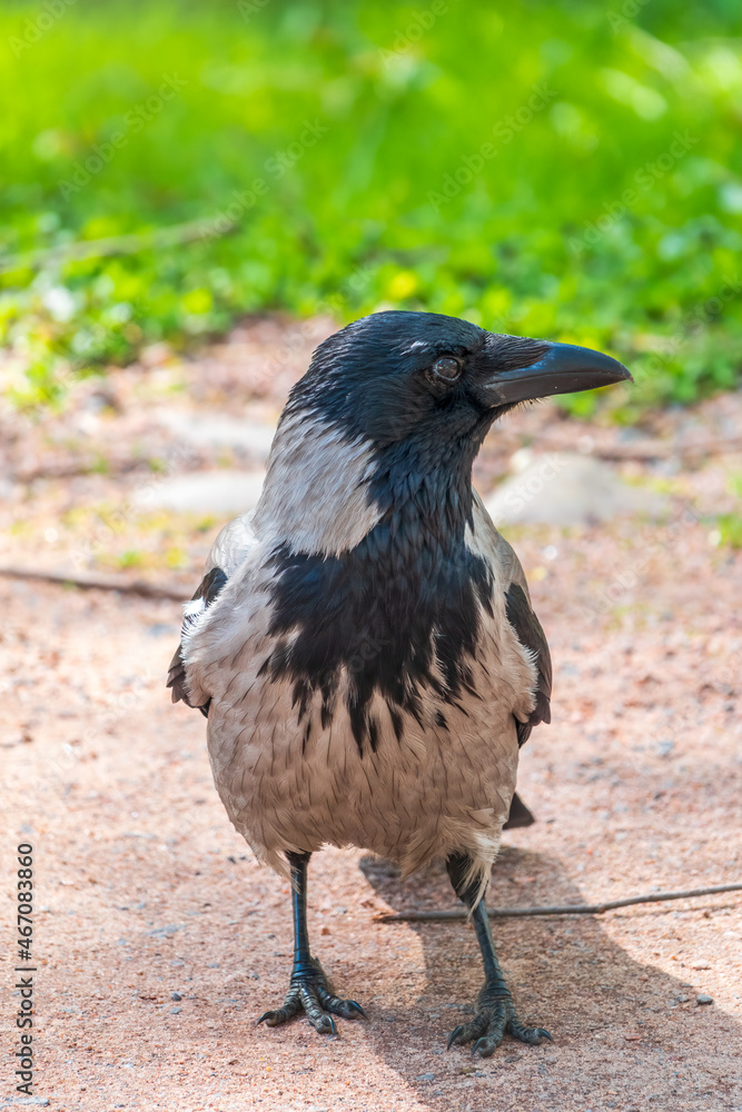 Obraz premium Black crow walks on green lawn. Raven on grass. Wild bird on meadow.