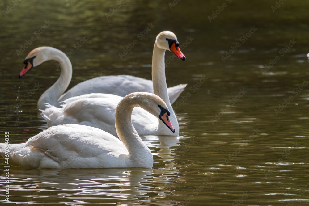 Graceful white Swans swimming in the lake, swans in the wild Graceful white Swans swimming in the lake, swans in the wild