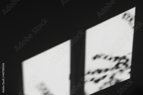 The shadow from the window of a house on a gray, dark wall with branches of plants. Abstract background with reflection and natural light, presentation mockup and splash screen.