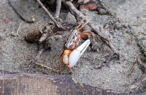 Closeup shot of a Ring Legged Fiddler Crab on the beach photo