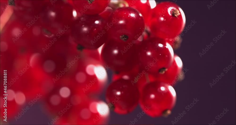 Close-up view of Falling Red Currant from Currant tree Close-up view of Falling Red Currant from Currant tree