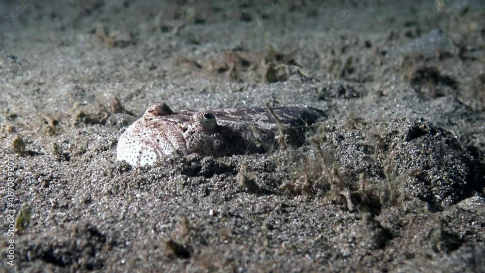 Shame faced Atlantic stargazer fish (Uranoscopidae) slowly burrows into the sandy bottom up to the eyes and disguises itself. Shame faced Atlantic stargazer fish (Uranoscopidae) slowly burrows into the sandy bottom up to the eyes and disguises itself.