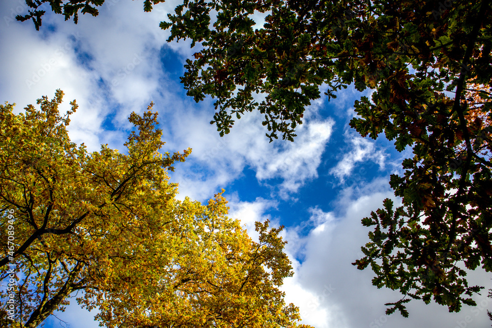 Obraz premium in the autumn season in the Szczytnicki Park in Wrocław