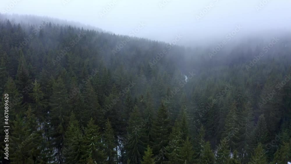 Aerial: Beautiful Shot Of Green Trees In Snow Covered Forest During Foggy Weather - Erfurt, Germany Aerial: Beautiful Shot Of Green Trees In Snow Covered Forest During Foggy Weather - Erfurt, Germany