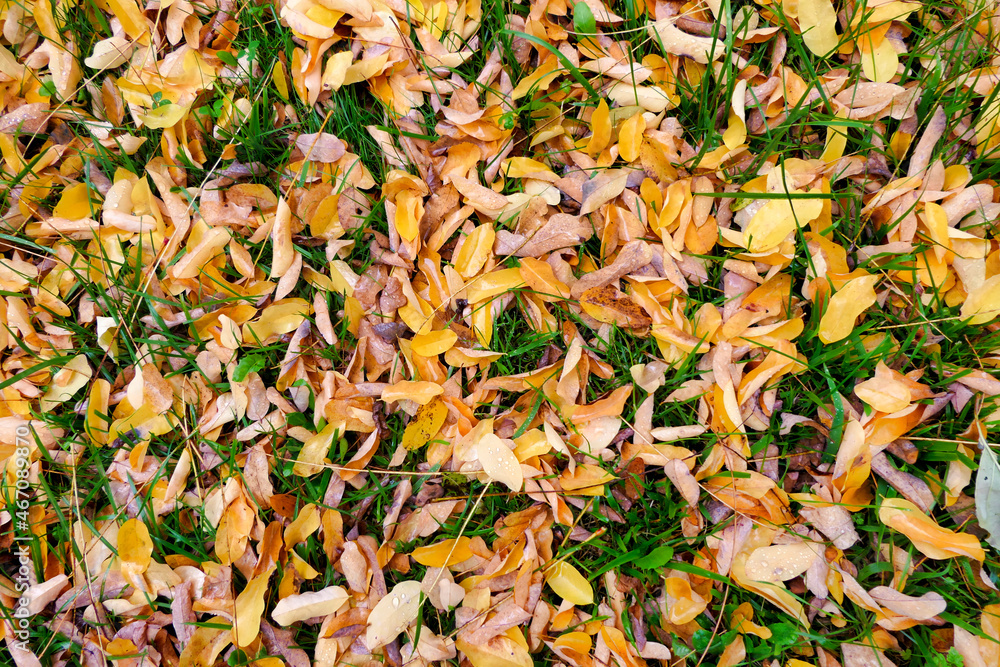 A colourful Autumn carpet of fallen golden Acacia leaves following rainfall
A colourful Autumn carpet of fallen golden Acacia leaves following rainfall