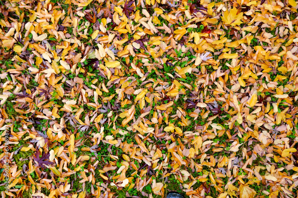 A colourful Autumn carpet of fallen golden Acacia leaves following rainfall
A colourful Autumn carpet of fallen golden Acacia leaves following rainfall
