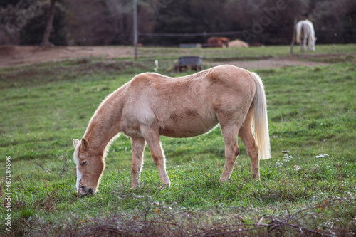 Horse in a green field  landscape