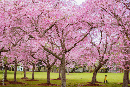Cherry blossoms in Auckland New Zealand in Spring Season