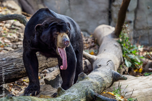 Malayan sun bear also known as a Malaysian bear (Helarctos malayanus) showing its tongue. photo