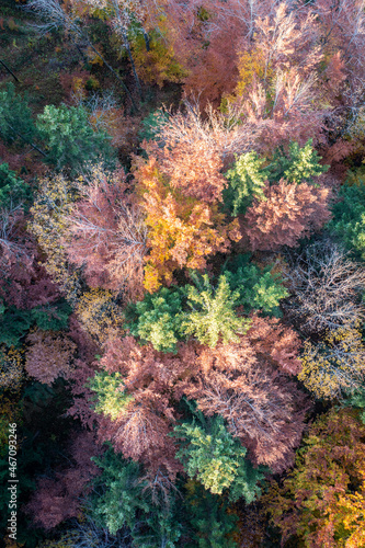 color festival of needles and deciduous trees from drones bird's eye view in golden autumn © A2LE