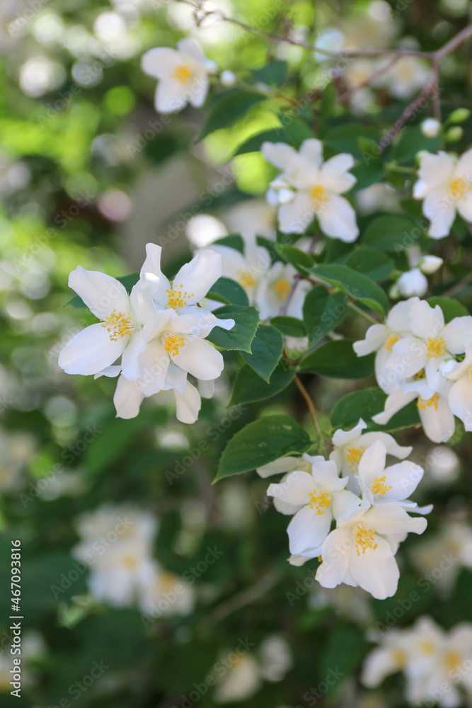 Blooming jasmine shrub. Tender jasmine flowers between green leaves close-up. Nature background Blooming jasmine shrub. Tender jasmine flowers between green leaves close-up. Nature background