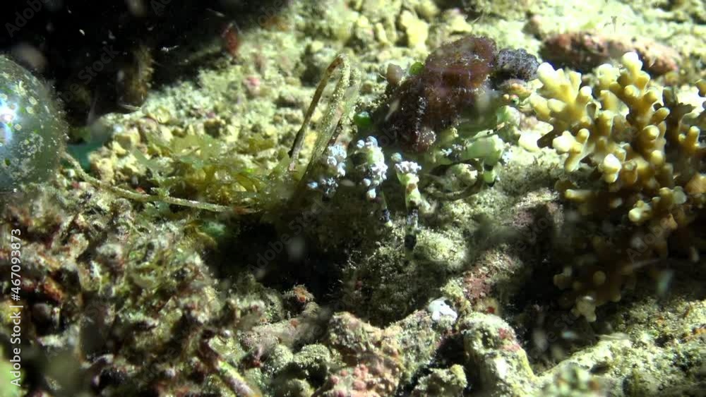 Cancer hermit crab macro video about underwater wildlife. Predators crab drags prey in marine life on background of pure clear clean water. Cancer hermit crab macro video about underwater wildlife. Predators crab drags prey in marine life on background of pure clear clean water.