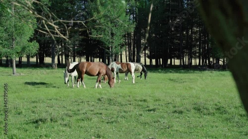 A herd of horses grazes on green grass in Altai
