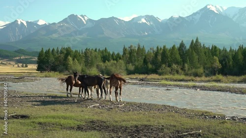 a herd of horses at a watering hole near a mountain river against a background of mountains