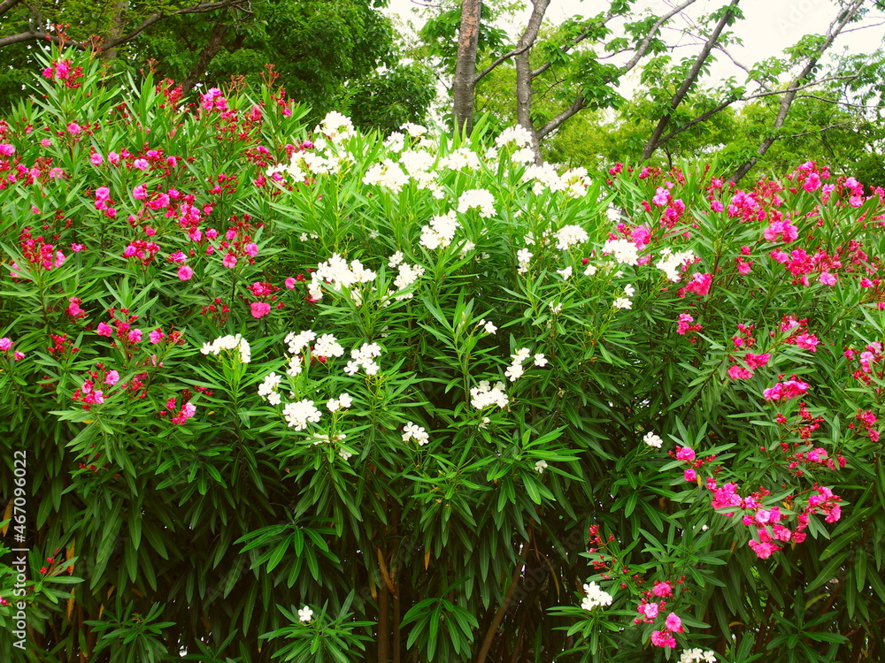 梅雨に咲く夾竹桃の花