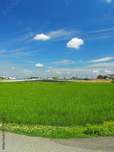 梅雨晴れの近郊のシロツメクサ咲く畦道と青田風景