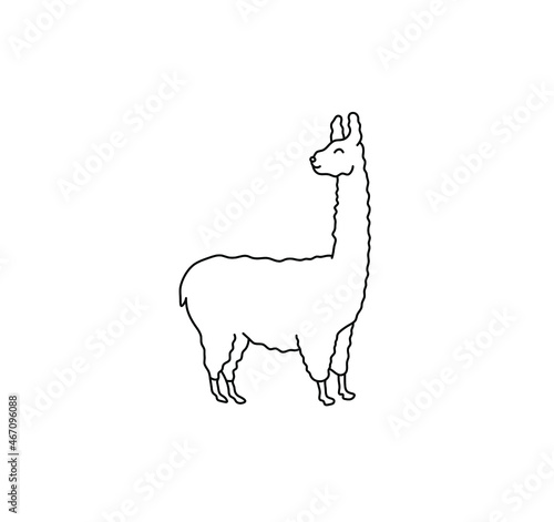 Vector isolated long neck alpaca contour line drawing. Colorless black and white drawn lama. 