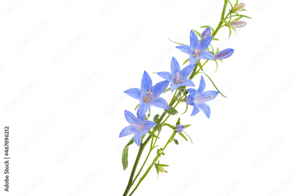 Obraz premium bell flower isolated