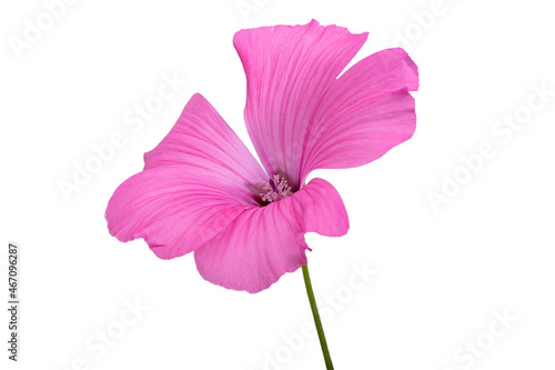 pink mallow flower isolated