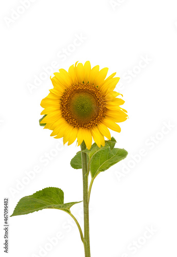 Fototapeta Naklejka Na Ścianę i Meble -  sunflower flower isolated