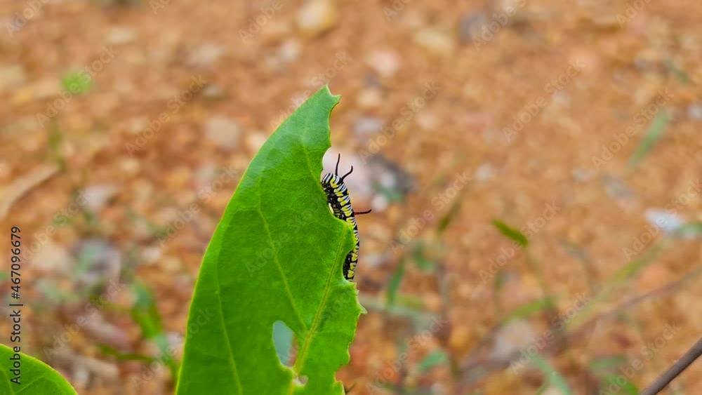 Worm eating green leaf with blur soil ground background in good organic nature environment forest landscape Worm eating green leaf with blur soil ground background in good organic nature environment forest landscape