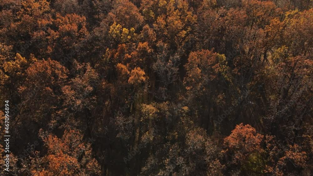 Drone view of beautiful yellow and brown golden forest tree tops. 4K resolution video. Beautiful autumn tree tops forest Drone view of beautiful yellow and brown golden forest tree tops. 4K resolution video. Beautiful autumn tree tops forest