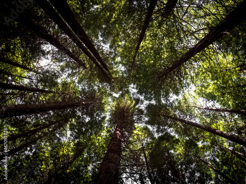 New Zealand - Rotorua - Trees reaching for the sky