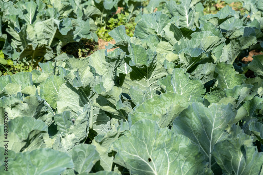 White cabbage growing on the farm White cabbage growing on the farm
