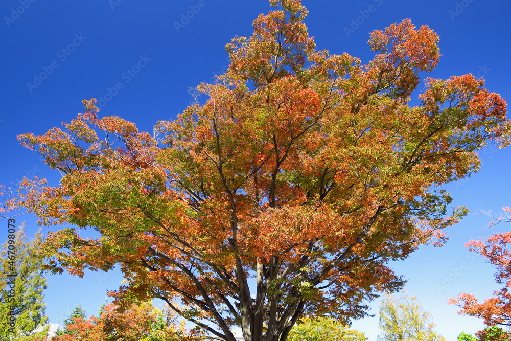 公園の黄葉の欅と青空